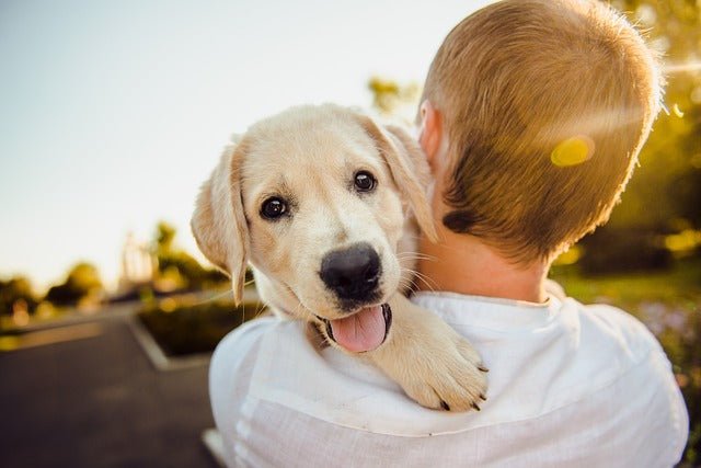 Paws and Packs: The Ultimate Guide to Pet Carriers for Your Adventurous Companion - More than a backpack